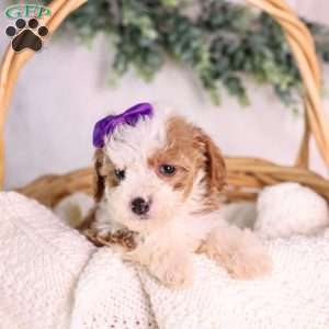 Marigold, Mini Bernedoodle Puppy